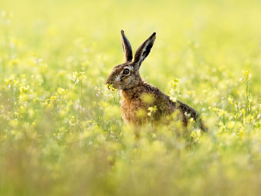 Why We Call a Horse a Pony and Other Interesting Animal Nickname Origins