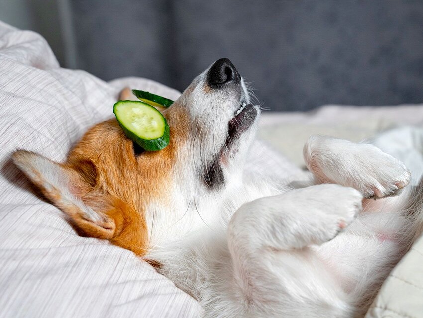 How ‘Luxury’ Became Synonymous with Indulgence