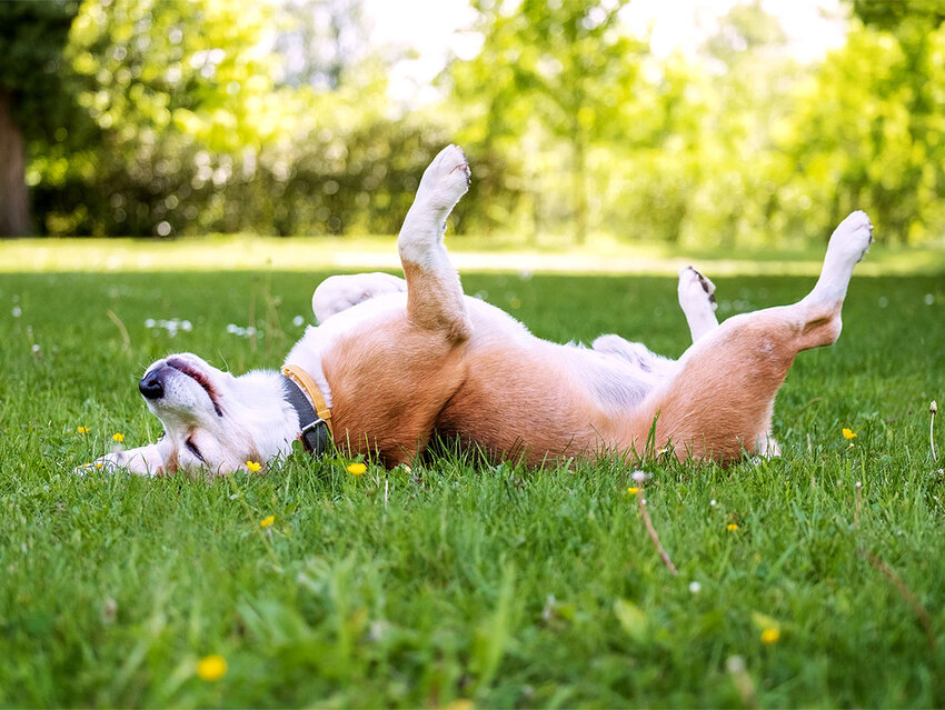 Where Did the “Dog Days of Summer” Come From? | Word Genius