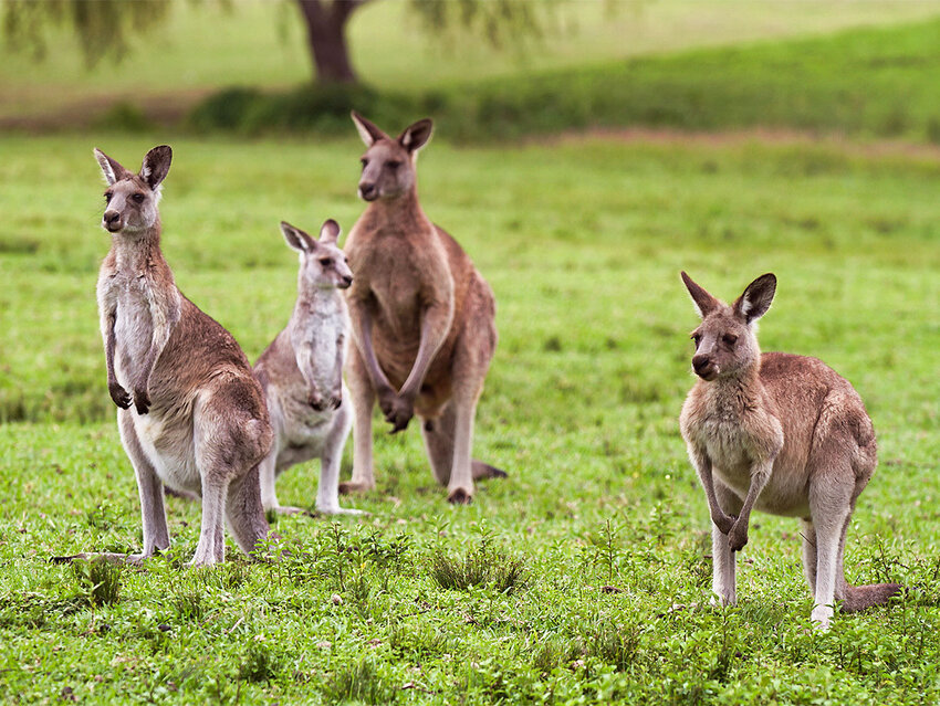 A Shiver of Sharks and More Fun Names for Groups of Animals | Word Genius